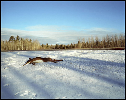 Deer Project 5